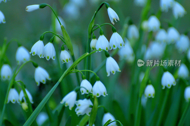 卢科琼弗纳姆 / 雪花